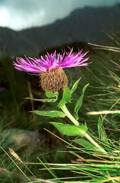 Chaber - Centaurea nervosa Willd.