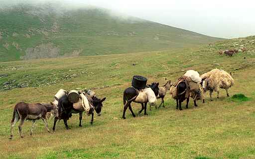 Karawana pod vf. C�leanu