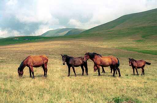 Konie na prze��czy Ml�cile