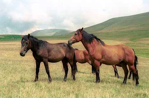 Konie na prze��czy Ml�cile