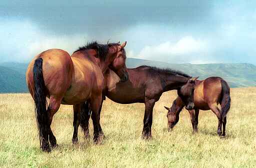 Konie na prze��czy Ml�cile