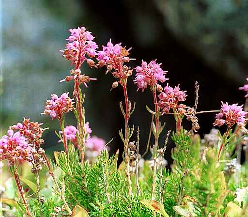 Bruckenthalia spiculifolia (Salisb.) Reichenb.