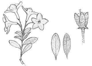 Rhododendron myrtifolium